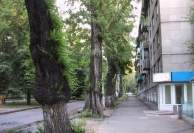 Улица Толебаева - арыки и деревья