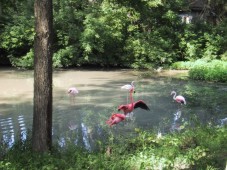 Красные и розовые фламинго