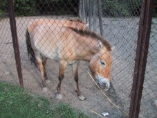 Лошадь Прежевальского
